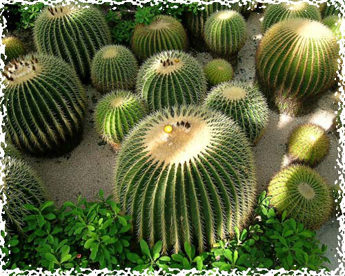 Trồng 6 loại cây này ở ban công có thể hóa giải phong thủy xấu, xua tai, giải hạn Trồng 6 loại cây này ở ban công có thể hóa giải phong thủy xấu, xua tai, giải hạn