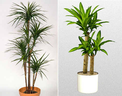 Trồng 6 loại cây này ở ban công có thể hóa giải phong thủy xấu, xua tai, giải hạn - 5 Trồng 6 loại cây này ở ban công có thể hóa giải phong thủy xấu, xua tai, giải hạn - 5