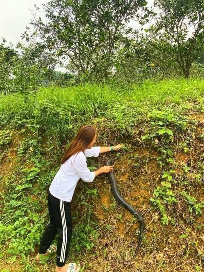 Gái xinh tay không bắt rắn hổ mang nặng gần 2kg cho bố ngâm rượu: 'Về nhà em mới biết nó độc chết người'