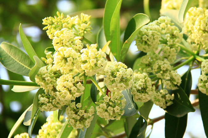 Vì sao ban ngày không thấy mùi hoa sữa nhưng đêm lại ngào ngạt hương thơm? Vì sao ban ngày không thấy mùi hoa sữa nhưng đêm lại ngào ngạt hương thơm?