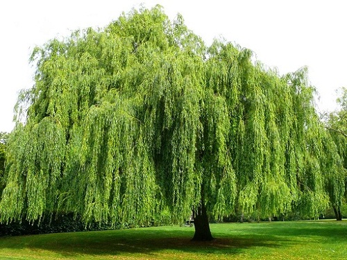 5 loại cây mang đến xui xẻo cho gia chủ, phải loại bỏ ngay kẻo không bao giờ khấm khá lên nổi 5 loại cây mang đến xui xẻo cho gia chủ, phải loại bỏ ngay kẻo không bao giờ khấm khá lên nổi