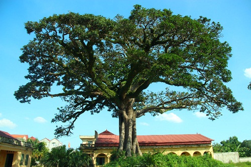 5 loại cây mang đến xui xẻo cho gia chủ, phải loại bỏ ngay kẻo không bao giờ khấm khá lên nổi - 3 5 loại cây mang đến xui xẻo cho gia chủ, phải loại bỏ ngay kẻo không bao giờ khấm khá lên nổi - 3