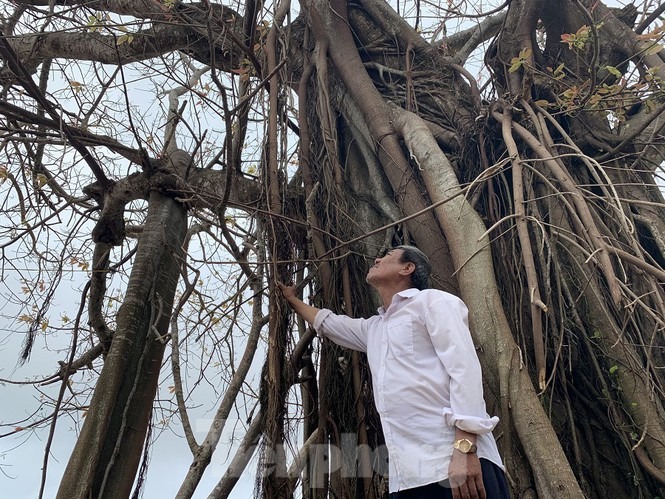Cây xanh không lá trên đảo tiền tiêu - 7 Cây xanh không lá trên đảo tiền tiêu - 7