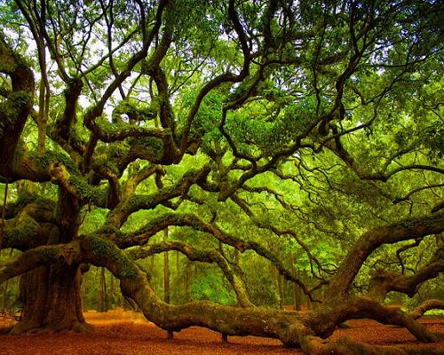 6 vật kiêng kị không nên mang vào nhà kẻo rước họa vào thân - 3 6 vật kiêng kị không nên mang vào nhà kẻo rước họa vào thân - 3