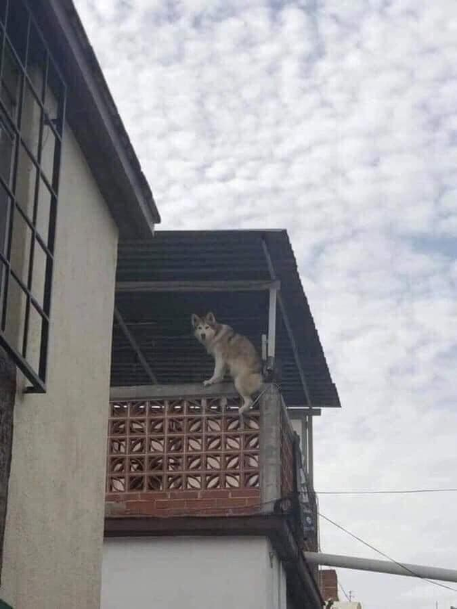 Chú Husky có thói 'hay hóng hớt' chuyện nhà hàng xóm, chủ bất lực lên mạng tìm cách trị, dân mạng nhiệt tình bày kế nhưng cách nào đọc cũng buồn cười Chú Husky có thói 'hay hóng hớt' chuyện nhà hàng xóm, chủ bất lực lên mạng tìm cách trị, dân mạng nhiệt tình bày kế nhưng cách nào đọc cũng buồn cười