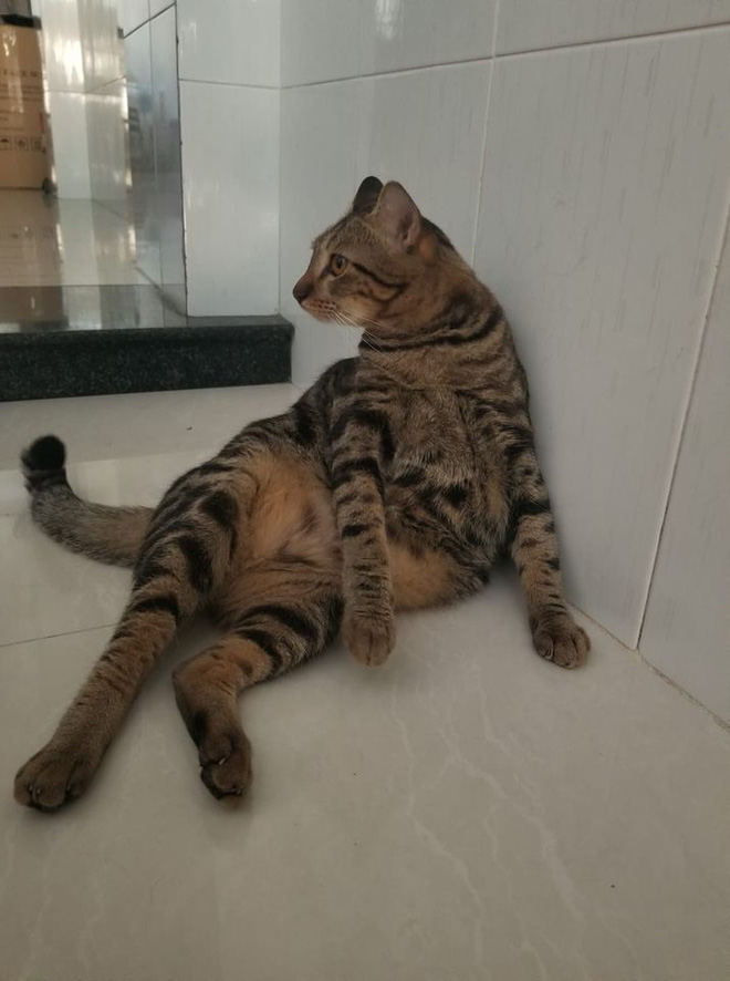 Cho bà nội mèo con nhặt ngoài đường, 9 tháng sau về chơi, chàng trai sững sờ vì màn 'lột xác' không thể nhận ra - 2 Cho bà nội mèo con nhặt ngoài đường, 9 tháng sau về chơi, chàng trai sững sờ vì màn 'lột xác' không thể nhận ra - 2