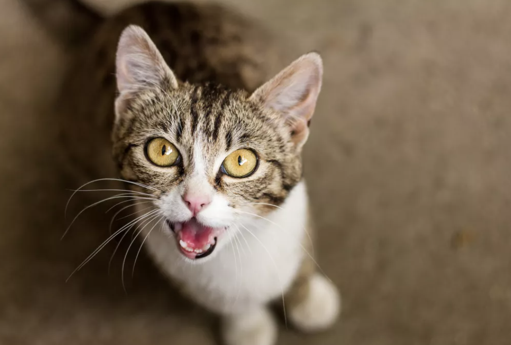Tại sao mèo lại kêu meo meo? Tại sao mèo lại kêu meo meo?