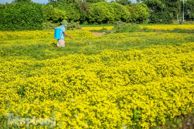 Ngất ngây cánh đồng Cúc tiến vua vàng rực gần Hà Nội - 8 Ngất ngây cánh đồng Cúc tiến vua vàng rực gần Hà Nội - 8