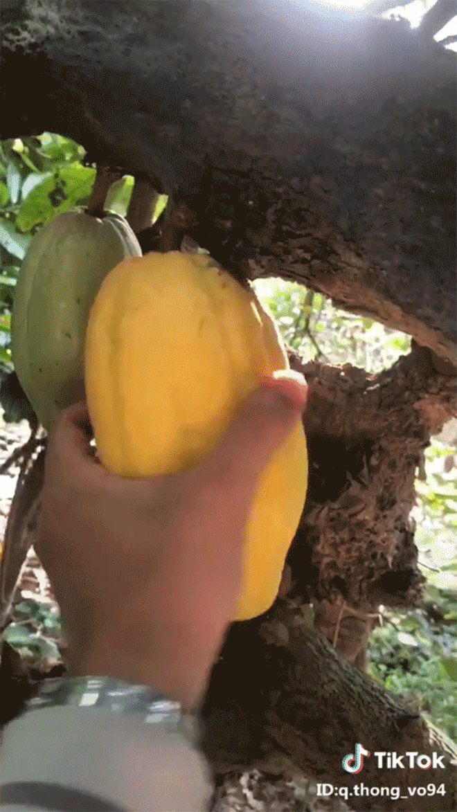Không phải ai cũng biết đây là quả gì dù Việt Nam được xếp hạng là nước có món này ngon nhất thế giới - 2 Không phải ai cũng biết đây là quả gì dù Việt Nam được xếp hạng là nước có món này ngon nhất thế giới - 2