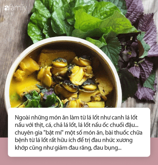 Vì sao nên ăn lá lốt vào mùa đông, nhất là những ngày rét đậm rét hại? - 1 Vì sao nên ăn lá lốt vào mùa đông, nhất là những ngày rét đậm rét hại? - 1