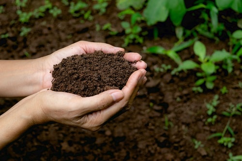 Tại sao đất có màu nâu mà không phải xanh, đỏ, tím, vàng? Tại sao đất có màu nâu mà không phải xanh, đỏ, tím, vàng?