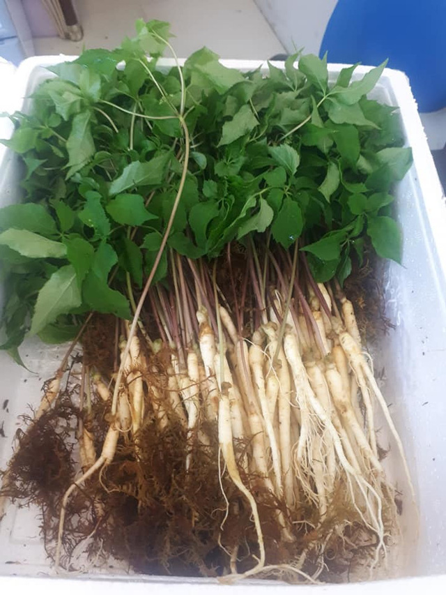 Rượu từ mầm sâm Hàn Quốc lần đầu tiên được trồng tại Việt Nam thu hút thị trường Tết Nguyên đán Rượu từ mầm sâm Hàn Quốc lần đầu tiên được trồng tại Việt Nam thu hút thị trường Tết Nguyên đán