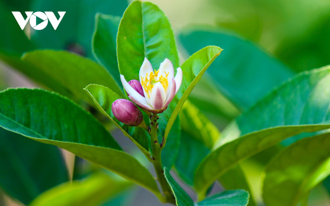 Làng Phật thủ Đắc Sở: 'Tết này không được như Tết qua' - 6 Làng Phật thủ Đắc Sở: 'Tết này không được như Tết qua' - 6