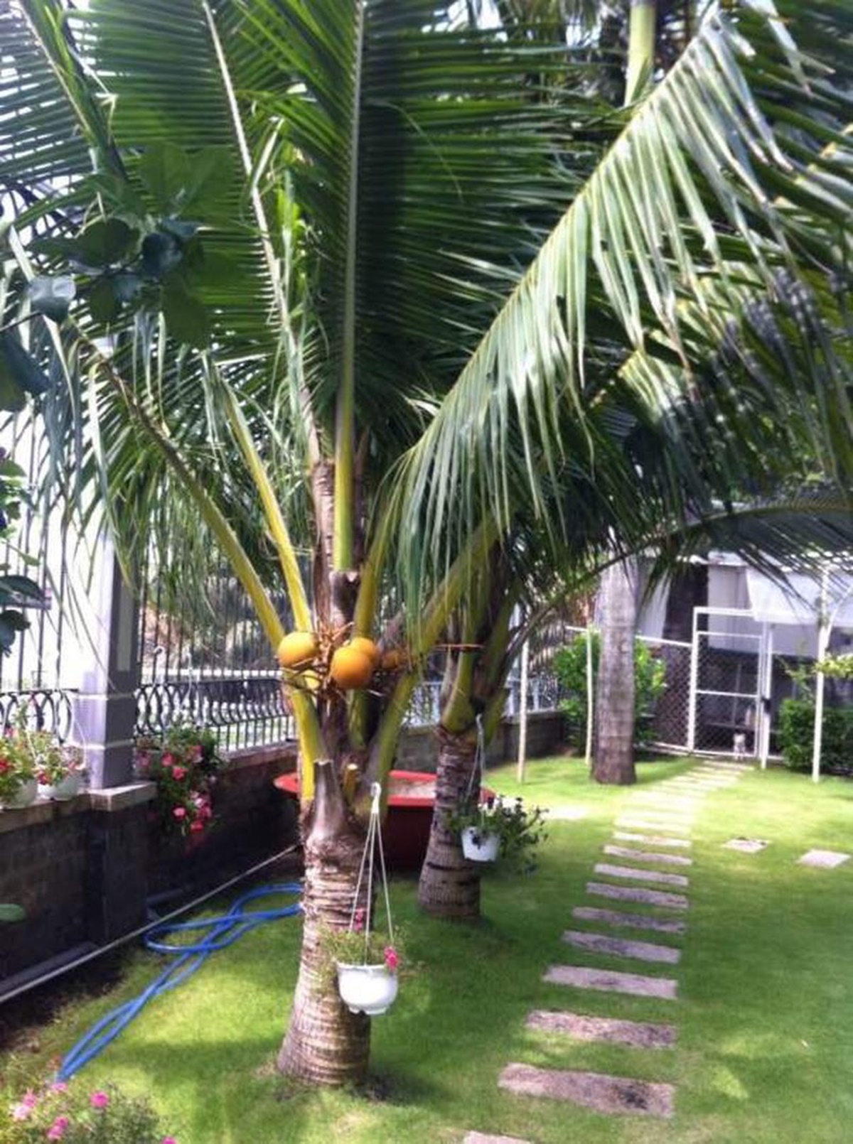 6 loại cây nên trồng trước cửa nhà để hút tiền bạc vào nhà không ngừng - 1 6 loại cây nên trồng trước cửa nhà để hút tiền bạc vào nhà không ngừng - 1