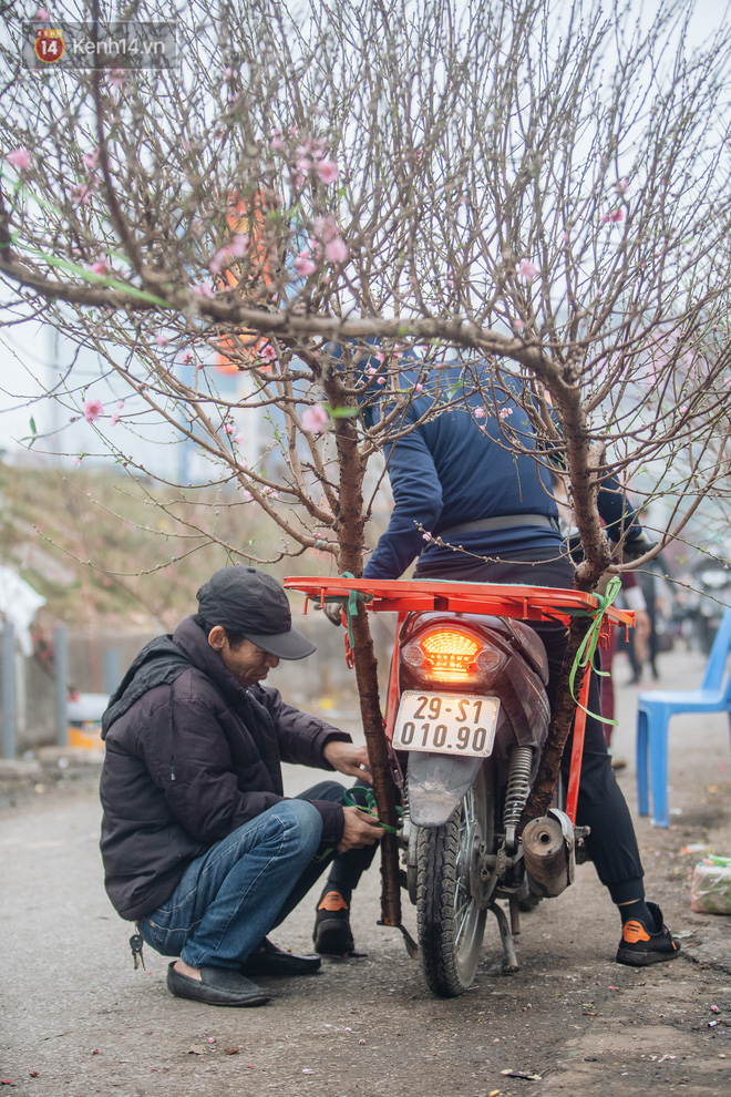 Ảnh: Trời lạnh sương mờ, làng đào Nhật Tân khoe sắc, đúng là Tết đang đến rất gần rồi! - 15 Ảnh: Trời lạnh sương mờ, làng đào Nhật Tân khoe sắc, đúng là Tết đang đến rất gần rồi! - 15