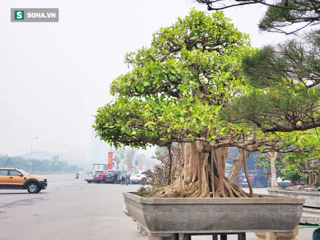 Dàn mai chiếu thủy thế độc được khóa chặt chống trộm, chờ đại gia Hà Nội đến 'rước' - 10 Dàn mai chiếu thủy thế độc được khóa chặt chống trộm, chờ đại gia Hà Nội đến 'rước' - 10