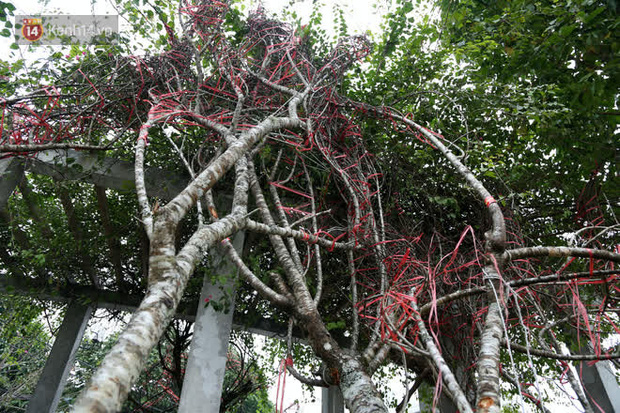 Hà Nội: Những cành đào rừng Sơn La được dán tem đầu tiên 'rủng rỉnh' xuống phố chờ khách mua về chơi tết - 5 Hà Nội: Những cành đào rừng Sơn La được dán tem đầu tiên 'rủng rỉnh' xuống phố chờ khách mua về chơi tết - 5