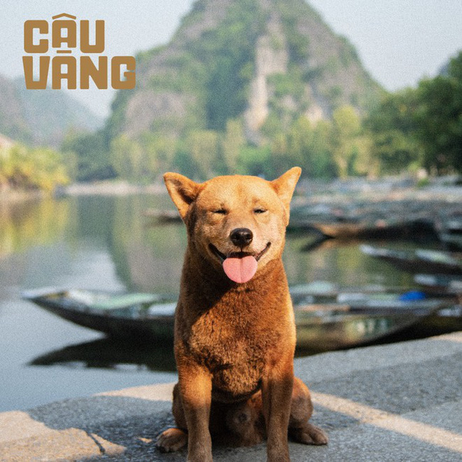 Bị tẩy chay đến mức thua lỗ 20 tỷ, 'Cậu Vàng' chính thức rút khỏi rạp chiếu - 3 Bị tẩy chay đến mức thua lỗ 20 tỷ, 'Cậu Vàng' chính thức rút khỏi rạp chiếu - 3