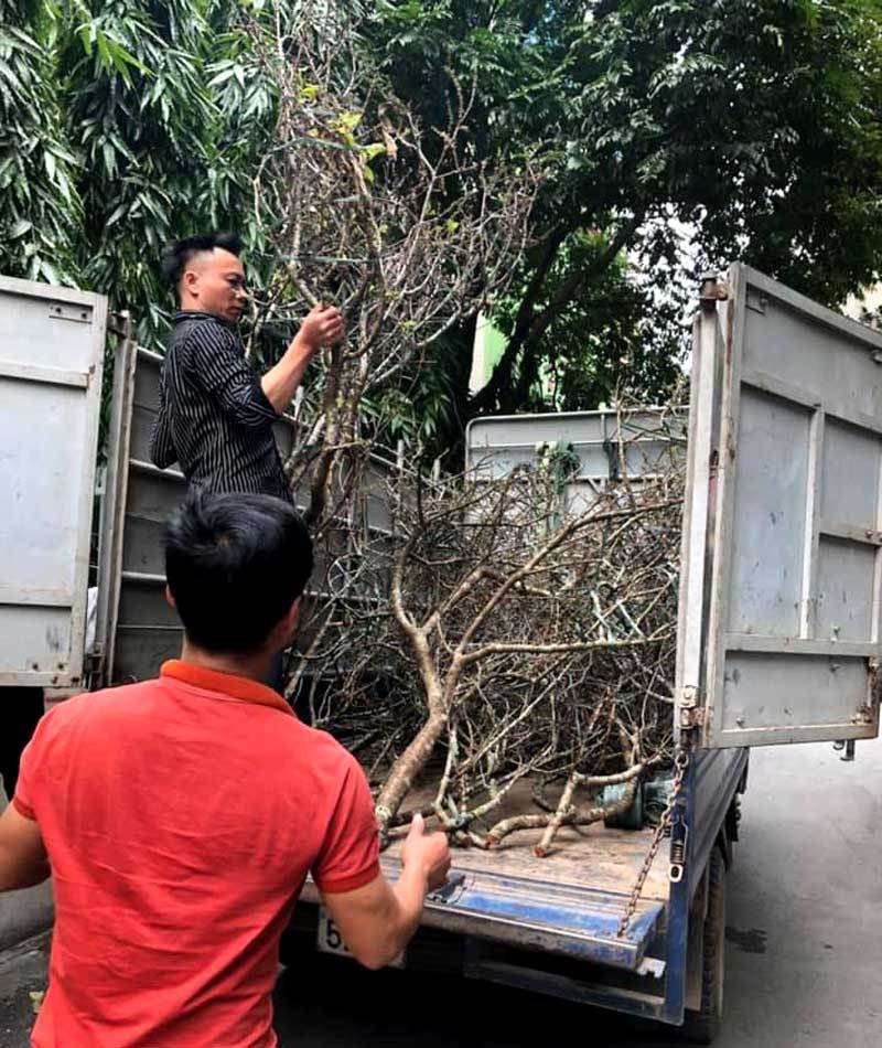 Cành hoa mận cổ về Hà Nội, giá tiền triệu vẫn hút dân mua chơi Tết Cành hoa mận cổ về Hà Nội, giá tiền triệu vẫn hút dân mua chơi Tết