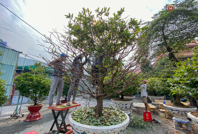 Bỏ 200 triệu thuê 30 người lặt lá mai vài ngày đón Tết Tân Sửu 2021 - 10 Bỏ 200 triệu thuê 30 người lặt lá mai vài ngày đón Tết Tân Sửu 2021 - 10
