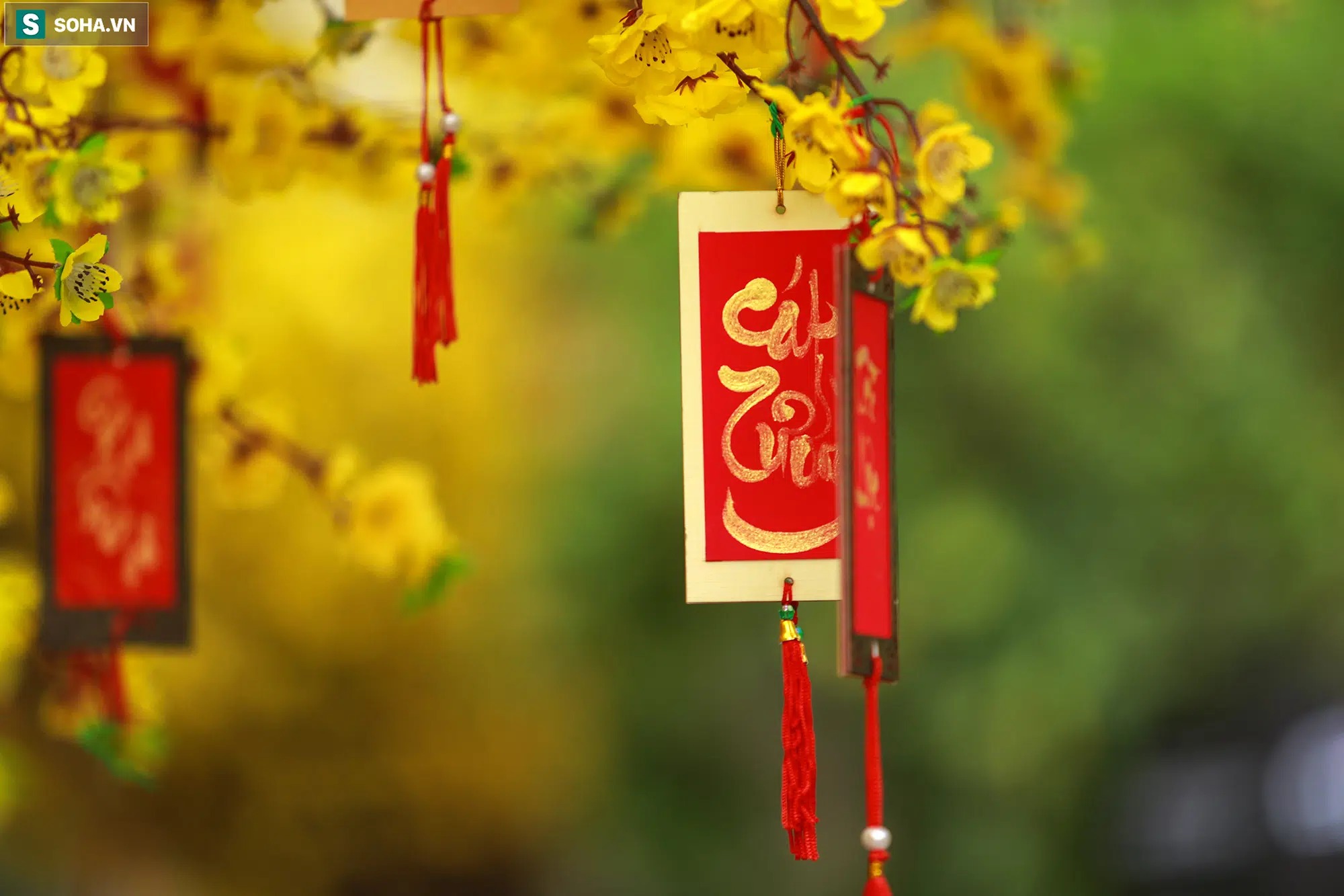 Ảnh: Thiếu nữ Sài Gòn xinh đẹp xúng xính áo dài check-in 'sống ảo' ở con đường hoa mai - 17 Ảnh: Thiếu nữ Sài Gòn xinh đẹp xúng xính áo dài check-in 'sống ảo' ở con đường hoa mai - 17