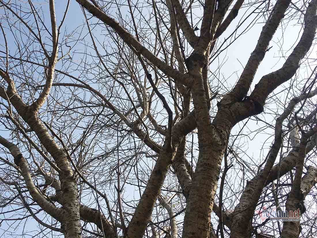 Đào cổ thụ trăm tuổi có 9 nhánh ngã giá hơn 120 triệu không bán - 9 Đào cổ thụ trăm tuổi có 9 nhánh ngã giá hơn 120 triệu không bán - 9
