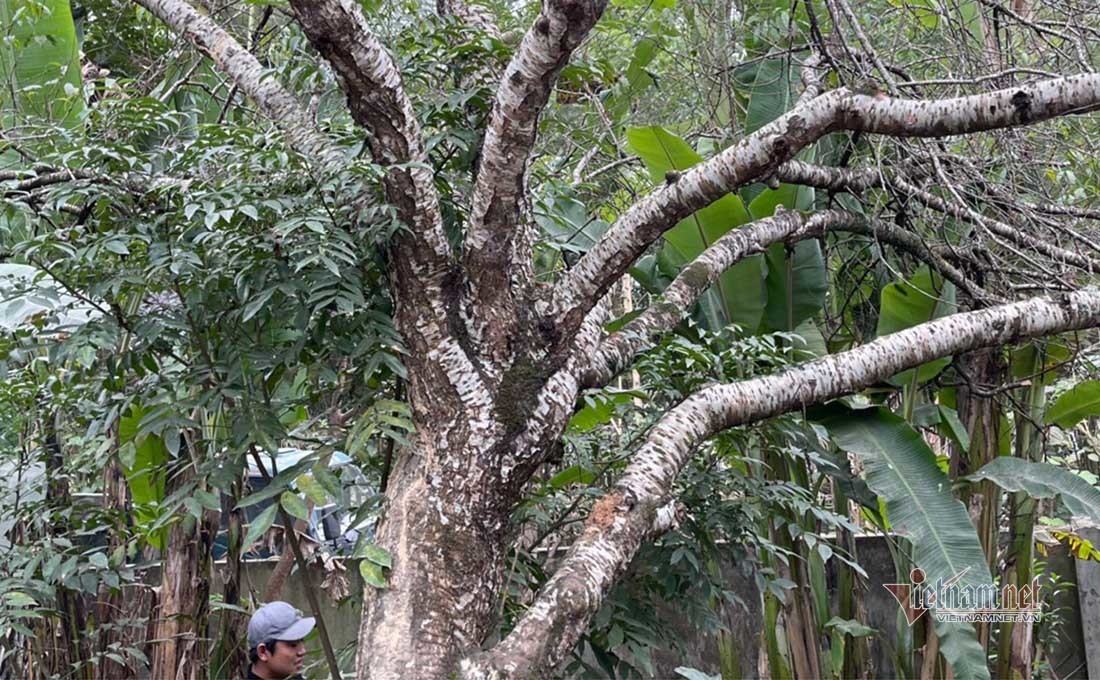 Đào cổ thụ trăm tuổi có 9 nhánh ngã giá hơn 120 triệu không bán - 5 Đào cổ thụ trăm tuổi có 9 nhánh ngã giá hơn 120 triệu không bán - 5