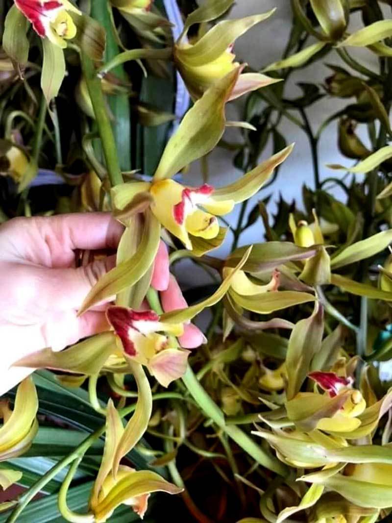 Hiếm có mùa Tết: Lan Trần Mộng siêu rẻ, 20 nghìn/cành hoa dài cả mét - 2 Hiếm có mùa Tết: Lan Trần Mộng siêu rẻ, 20 nghìn/cành hoa dài cả mét - 2