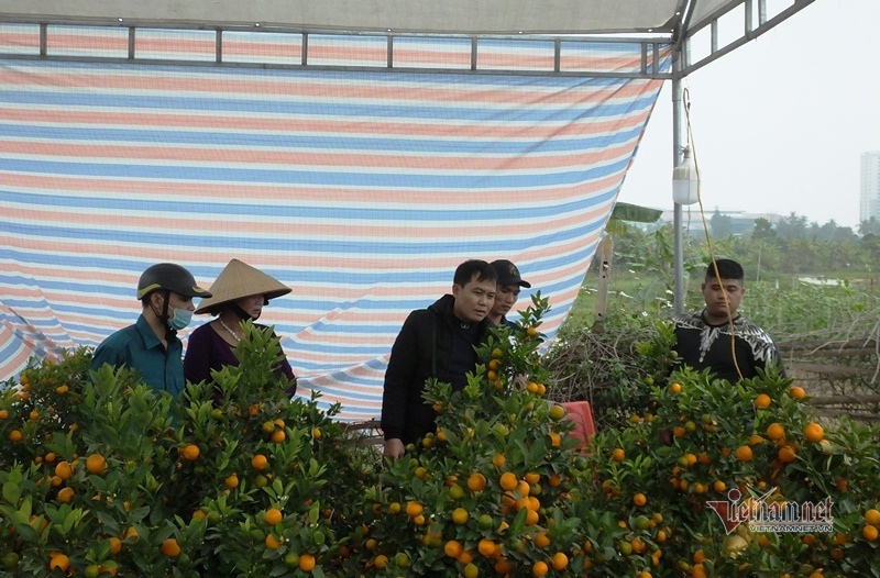 Kéo nhau đi mua ‘quất thần tài’ giá 1,5 triệu đồng - 10 Kéo nhau đi mua ‘quất thần tài’ giá 1,5 triệu đồng - 10
