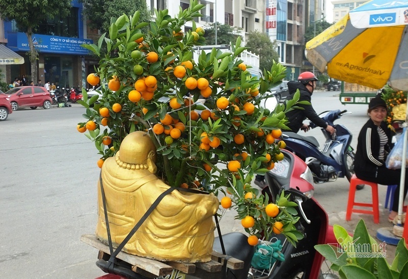Kéo nhau đi mua ‘quất thần tài’ giá 1,5 triệu đồng - 5 Kéo nhau đi mua ‘quất thần tài’ giá 1,5 triệu đồng - 5