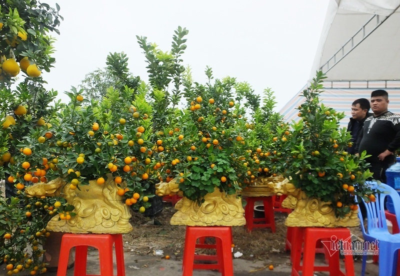 Kéo nhau đi mua ‘quất thần tài’ giá 1,5 triệu đồng - 6 Kéo nhau đi mua ‘quất thần tài’ giá 1,5 triệu đồng - 6