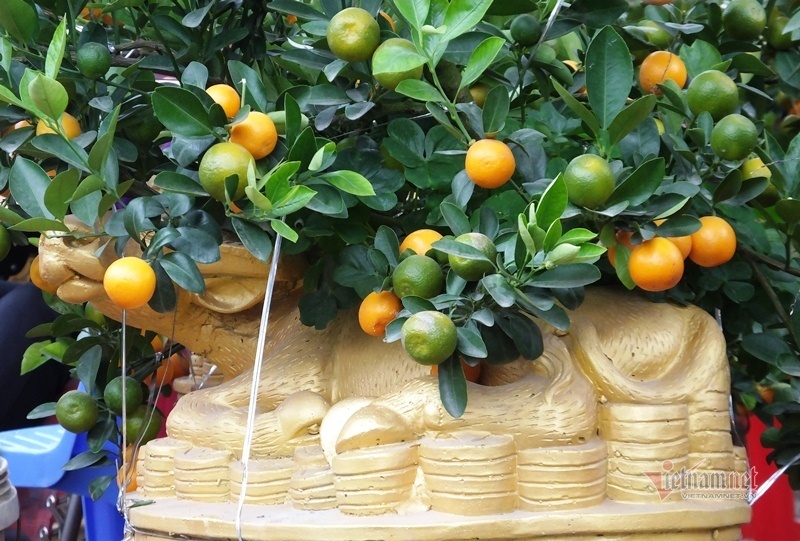 Kéo nhau đi mua ‘quất thần tài’ giá 1,5 triệu đồng - 9 Kéo nhau đi mua ‘quất thần tài’ giá 1,5 triệu đồng - 9