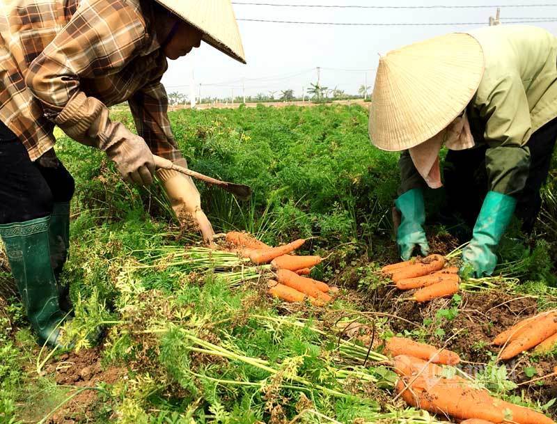 Hải Dương sẽ xét nghiệm SARS-CoV-2 cho nông dân, người thu mua nông sản Hải Dương sẽ xét nghiệm SARS-CoV-2 cho nông dân, người thu mua nông sản