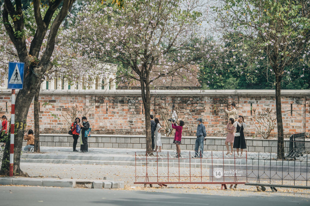 Hà Nội đẹp mê mẩn trong sắc tím hoa ban rợp trời, dân tình rần rần rủ nhau về con đường nổi tiếng chụp ảnh - 6 Hà Nội đẹp mê mẩn trong sắc tím hoa ban rợp trời, dân tình rần rần rủ nhau về con đường nổi tiếng chụp ảnh - 6