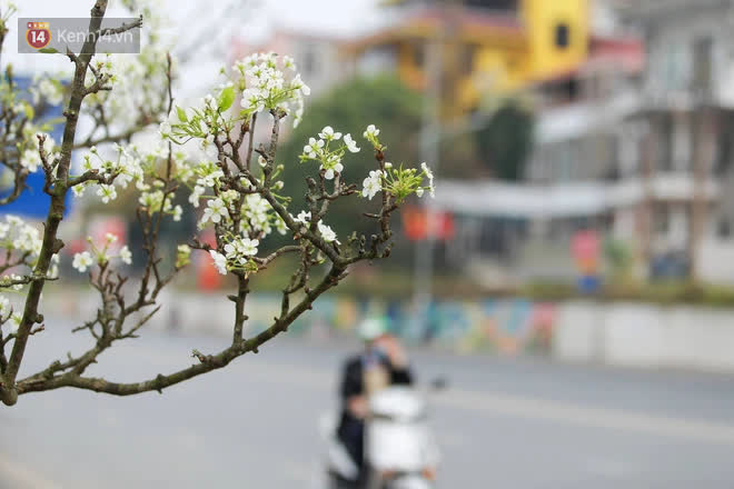 Ảnh: Hàng trăm người dân Hà Nội đổ xô đi mua hoa lê về chơi Rằm tháng Giêng Ảnh: Hàng trăm người dân Hà Nội đổ xô đi mua hoa lê về chơi Rằm tháng Giêng