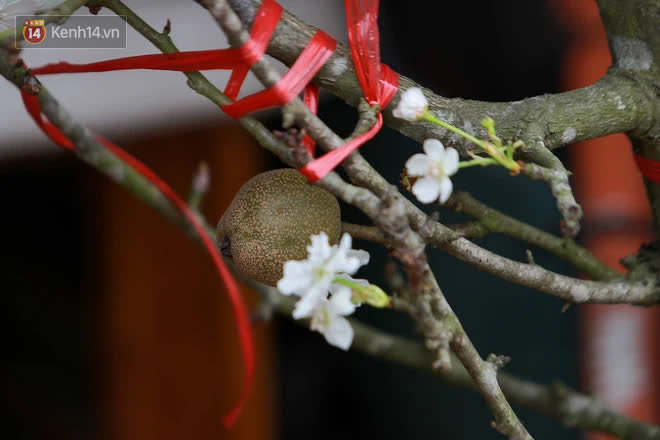 Ảnh: Hàng trăm người dân Hà Nội đổ xô đi mua hoa lê về chơi Rằm tháng Giêng - 1 Ảnh: Hàng trăm người dân Hà Nội đổ xô đi mua hoa lê về chơi Rằm tháng Giêng - 1