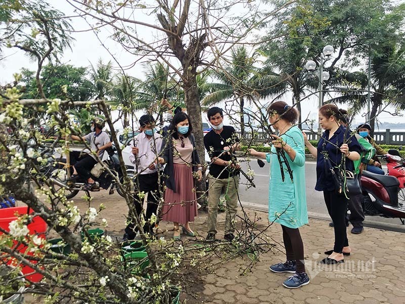 Hà Thành mua hoa lê chơi Rằm, dân buôn bán hết veo 1.000 cành - 3 Hà Thành mua hoa lê chơi Rằm, dân buôn bán hết veo 1.000 cành - 3