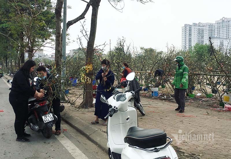 Hà Thành mua hoa lê chơi Rằm, dân buôn bán hết veo 1.000 cành - 4 Hà Thành mua hoa lê chơi Rằm, dân buôn bán hết veo 1.000 cành - 4