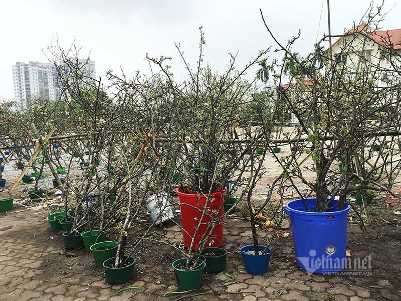 Hà Thành mua hoa lê chơi Rằm, dân buôn bán hết veo 1.000 cành - 1 Hà Thành mua hoa lê chơi Rằm, dân buôn bán hết veo 1.000 cành - 1