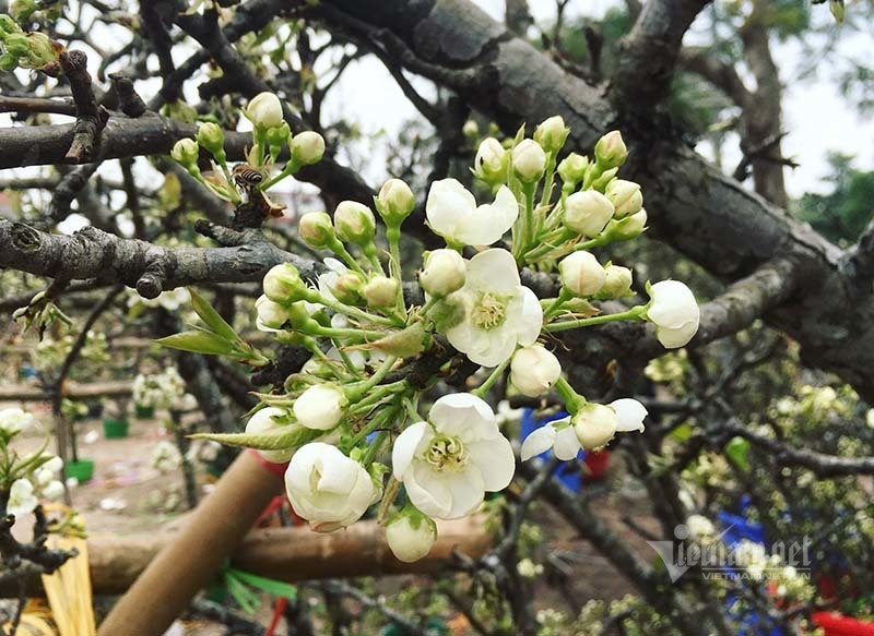 Hà Thành mua hoa lê chơi Rằm, dân buôn bán hết veo 1.000 cành - 2 Hà Thành mua hoa lê chơi Rằm, dân buôn bán hết veo 1.000 cành - 2