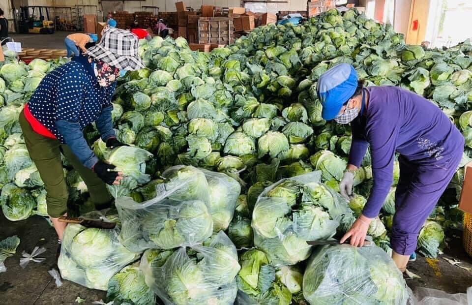 Hải Phòng 'ngăn sông cấm chợ' nông sản Hải Dương: Điệp khúc 'giải cứu' đến bao giờ? Hải Phòng 'ngăn sông cấm chợ' nông sản Hải Dương: Điệp khúc 'giải cứu' đến bao giờ?
