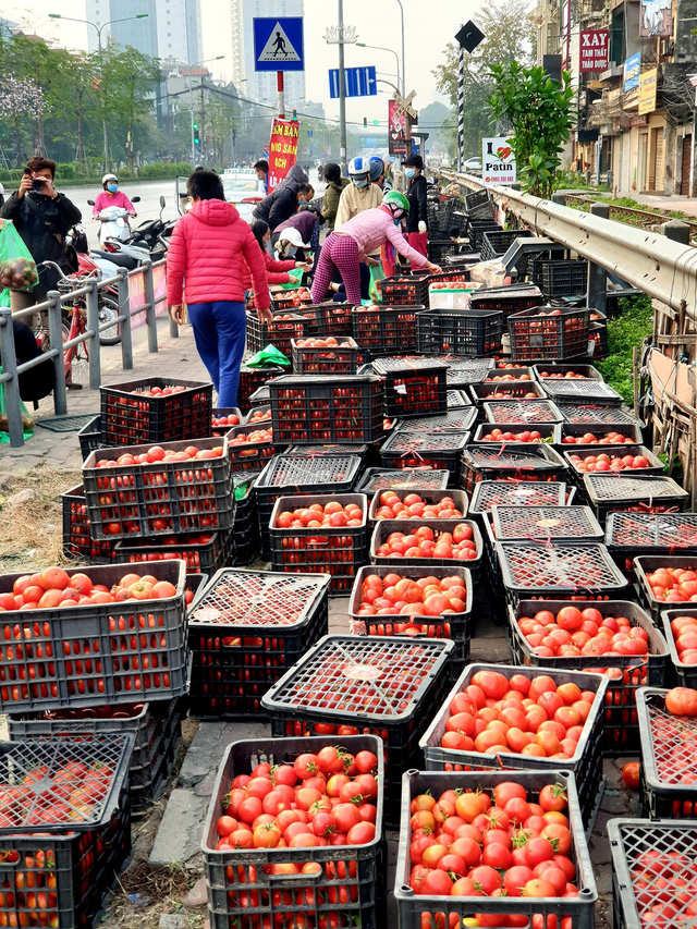 40.000 đồng/10kg cà chua 'giải cứu', mách chị em cách bảo quản cà chua được lâu và chế biến được nhiều món ăn hấp dẫn 40.000 đồng/10kg cà chua 'giải cứu', mách chị em cách bảo quản cà chua được lâu và chế biến được nhiều món ăn hấp dẫn