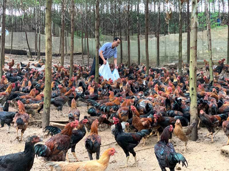 Chuyện đại gia chân đất: Nuôi gà thu 1.500 tỷ, bán trái cây gom 8.000 tỷ - 1 Chuyện đại gia chân đất: Nuôi gà thu 1.500 tỷ, bán trái cây gom 8.000 tỷ - 1