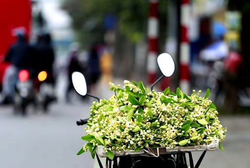 350.000 đồng/kg, dân Hà thành vẫn đua nhau mua hoa bưởi về cúng Rằm tháng Giêng 350.000 đồng/kg, dân Hà thành vẫn đua nhau mua hoa bưởi về cúng Rằm tháng Giêng