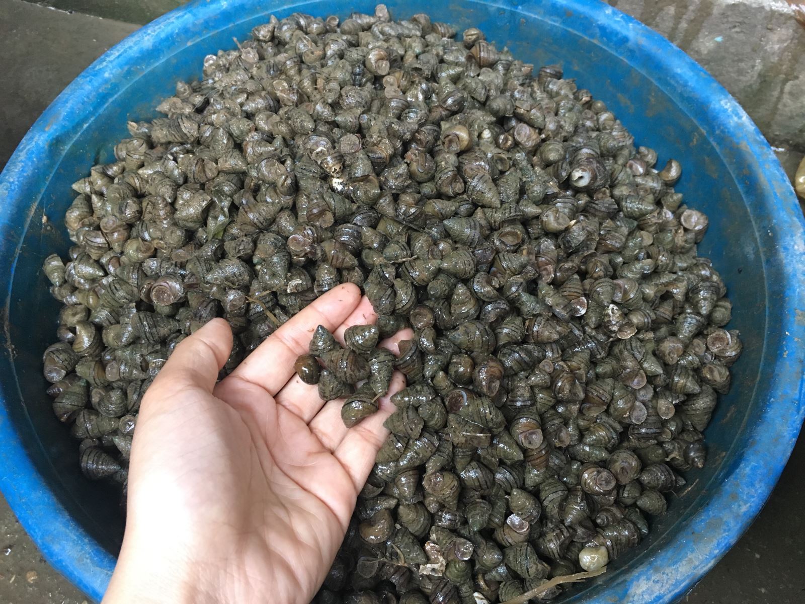 Hoa tươi cúng Rằm tháng Giêng 'rẻ chưa từng thấy', gà cúng và các thực phẩm khác tại chợ dân sinh ít biến động - 7 Hoa tươi cúng Rằm tháng Giêng 'rẻ chưa từng thấy', gà cúng và các thực phẩm khác tại chợ dân sinh ít biến động - 7