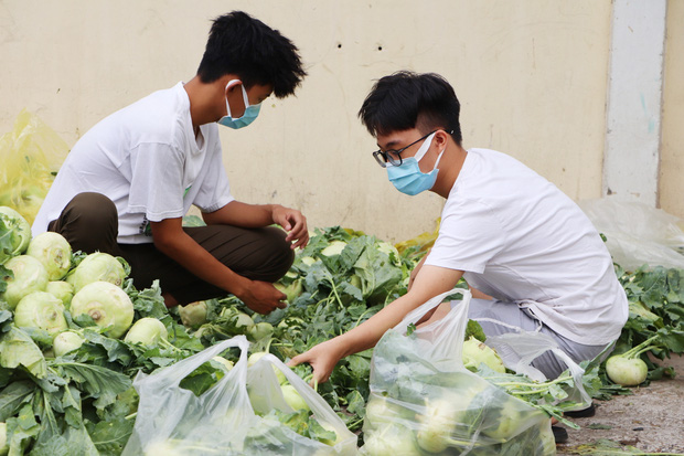 Rằm tháng Giêng, người Sài Gòn hồ hởi kéo nhau đi "giải cứu" bắp cải, su hào cho bà con Hải Dương - 14 Rằm tháng Giêng, người Sài Gòn hồ hởi kéo nhau đi "giải cứu" bắp cải, su hào cho bà con Hải Dương - 14