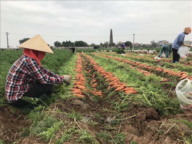 Lộ nguyên nhân khiến tiêu thụ nông sản, gia cầm ở Hải Dương vẫn bị ùn ứ Lộ nguyên nhân khiến tiêu thụ nông sản, gia cầm ở Hải Dương vẫn bị ùn ứ