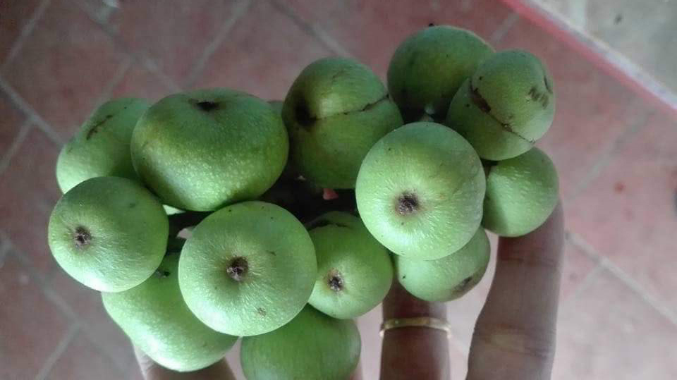 Loại quả đầy bờ ao quê: Trước rụng bỏ đi, nay gom bán giá đắt đỏ Loại quả đầy bờ ao quê: Trước rụng bỏ đi, nay gom bán giá đắt đỏ