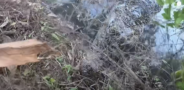 Nhóm thanh niên Hải Phòng gây phẫn nộ khi đăng clip ngược đãi động vật, sơn trắng cá sấu thành 'bạch tạng' tiền tỷ để troll cho vui - 5 Nhóm thanh niên Hải Phòng gây phẫn nộ khi đăng clip ngược đãi động vật, sơn trắng cá sấu thành 'bạch tạng' tiền tỷ để troll cho vui - 5