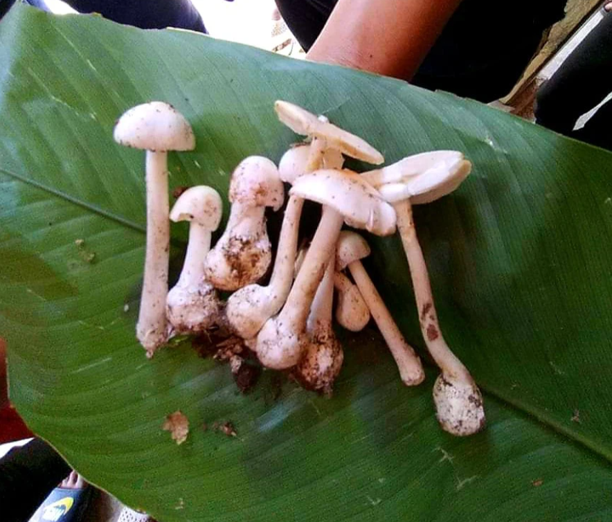 Cả gia đình cùng nhập viện do ăn phải nấm độc nhất trong các loại nấm Cả gia đình cùng nhập viện do ăn phải nấm độc nhất trong các loại nấm